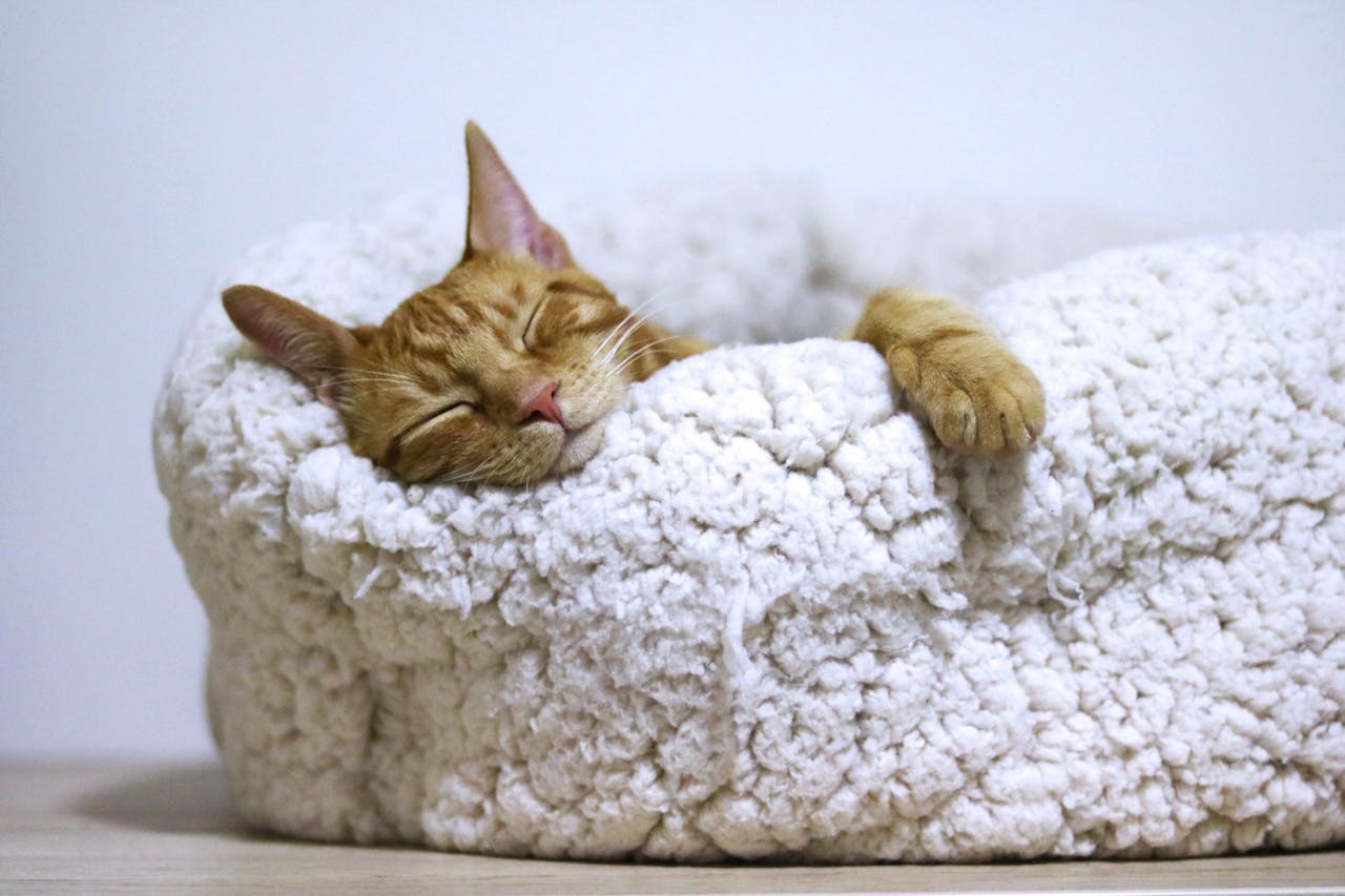 chaton