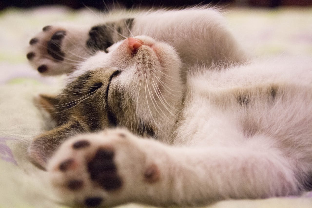 chat , chaton ,félin