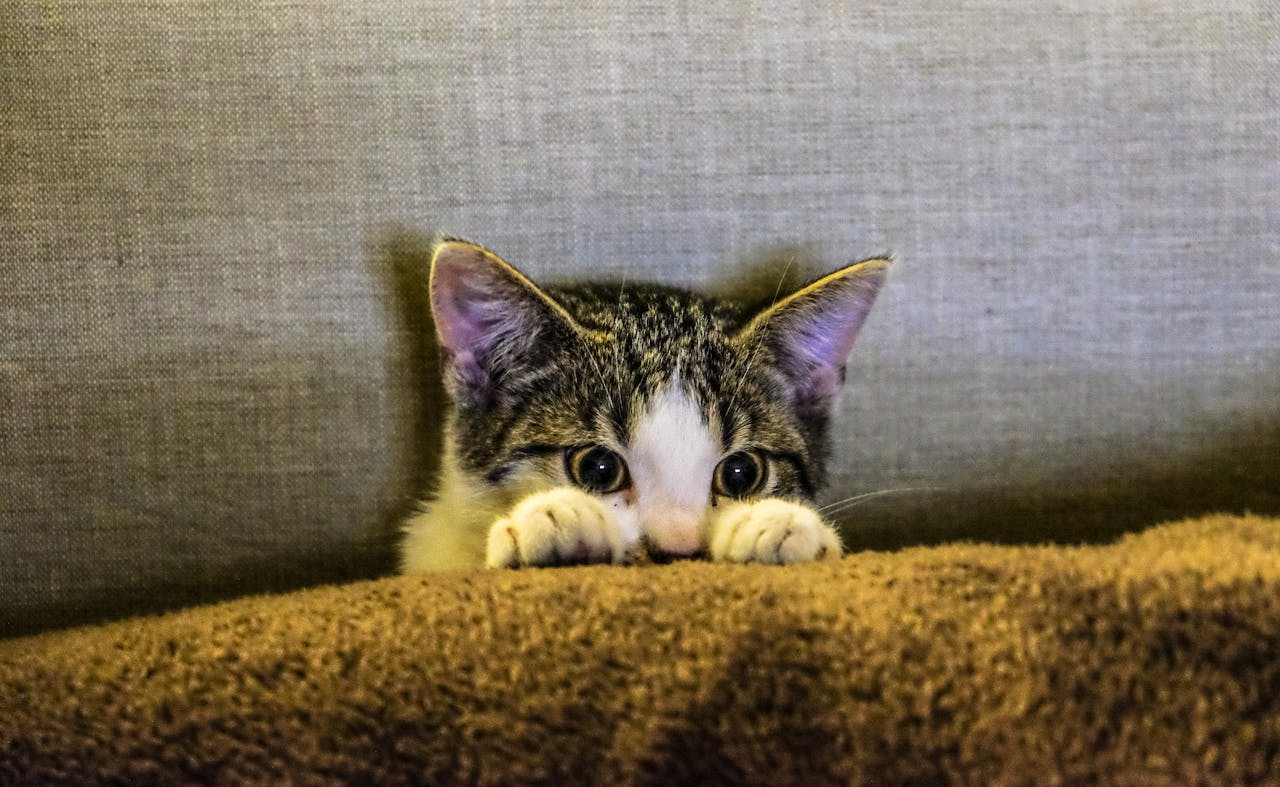 Chaton ,minou , minet