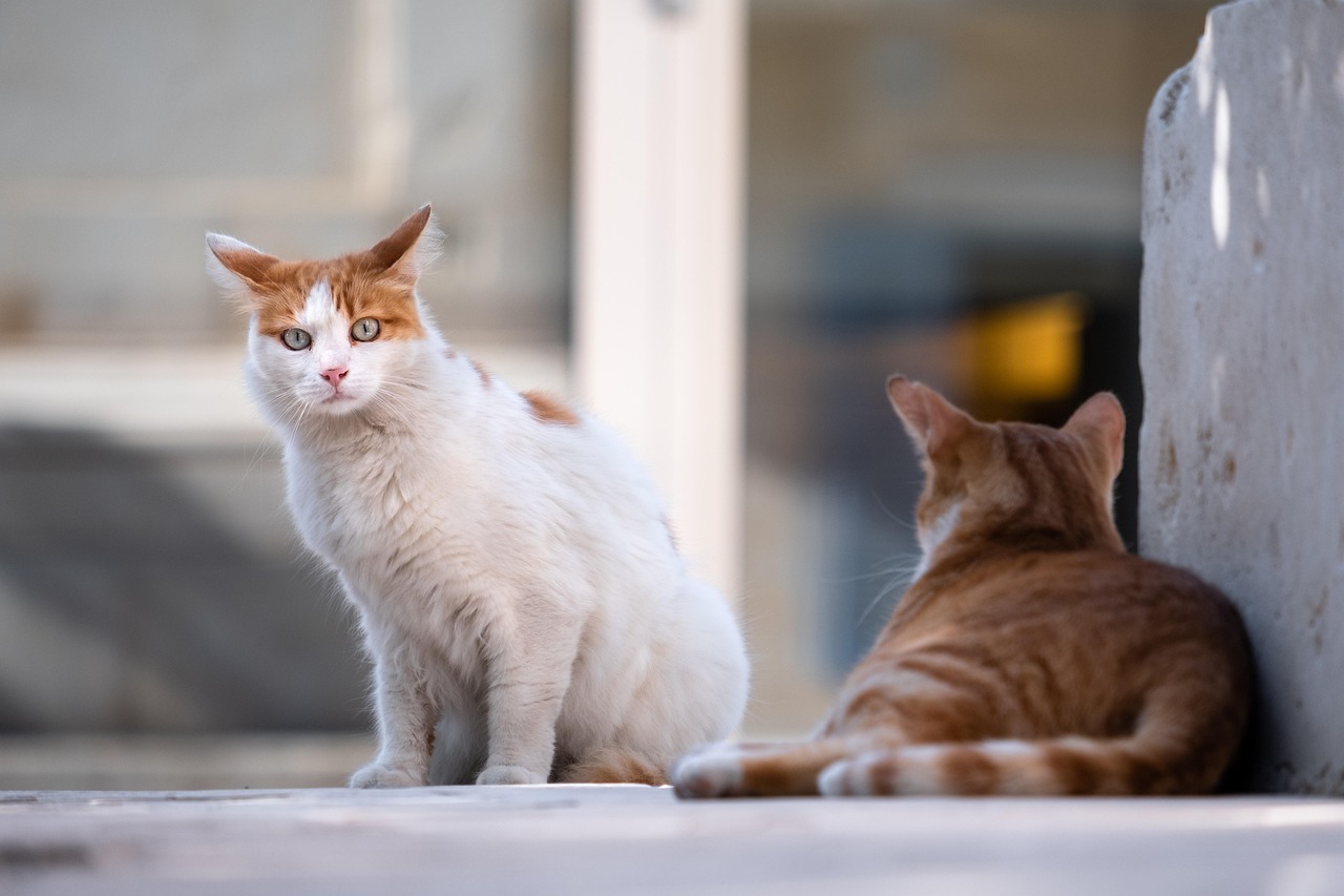 Chat sauvage