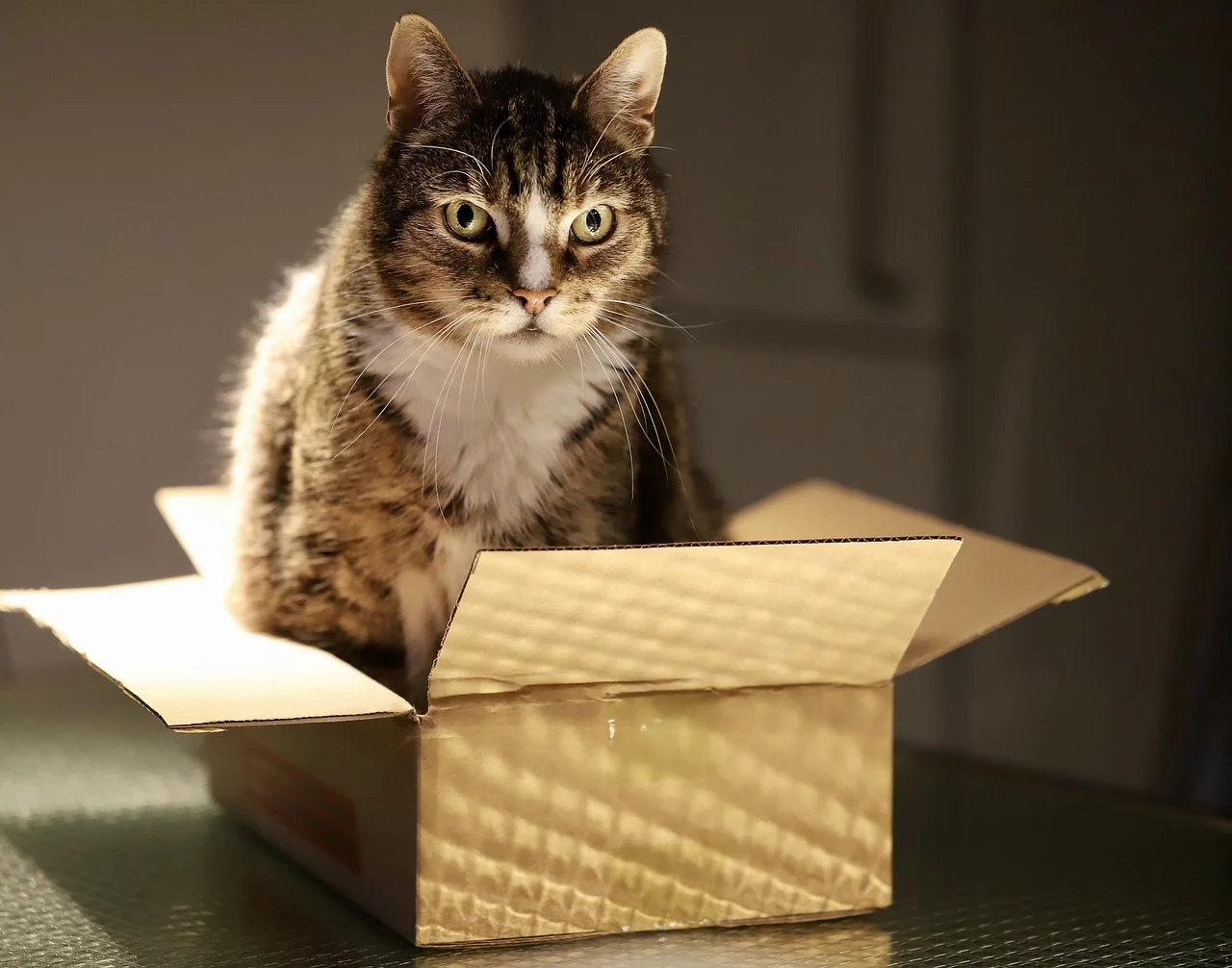Sur cette image, un chat tigré au pelage brun et blanc est confortablement installé dans une boîte en carton ouverte. Son regard vif et curieux capte l'attention, illustrant parfaitement l'amour instinctif des chats pour les petits espaces confinés. Cette scène familière ravira tous les amoureux des chats qui reconnaîtront ce comportement typique et attendrissant.