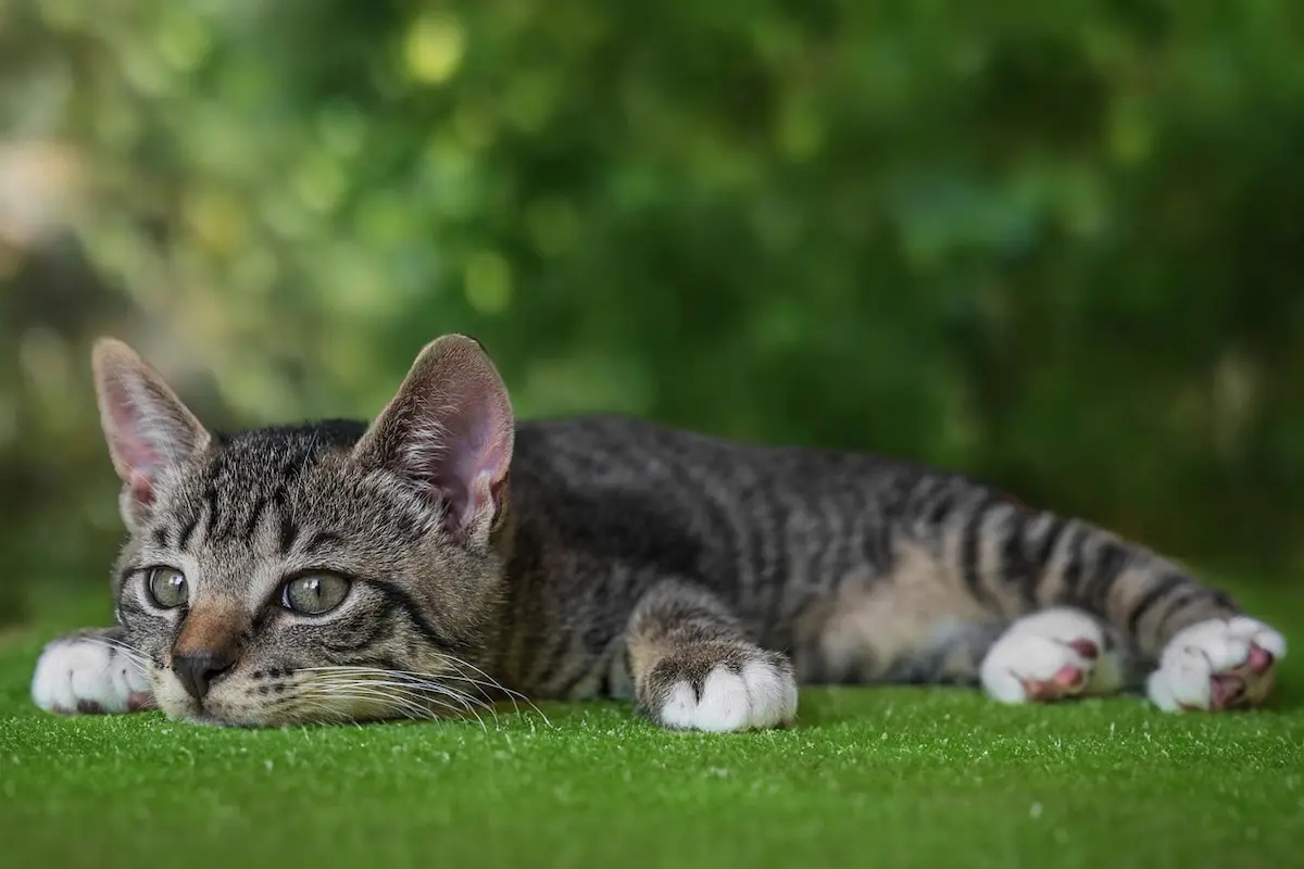 Cette photo paisible montre un chat tigré gris et noir, étendu de tout son long sur un tapis d'herbe verte, profitant d'un moment de calme en plein air. Ses yeux fixent l'horizon avec curiosité, tandis que ses pattes blanches contrastent joliment avec le sol. Cette image illustre parfaitement la sérénité et le bien-être des chats au contact de la nature.