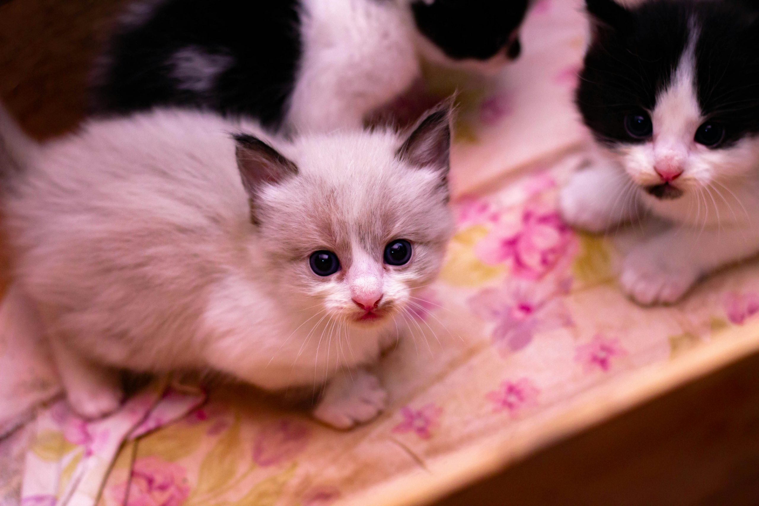 chat japonais bobtail