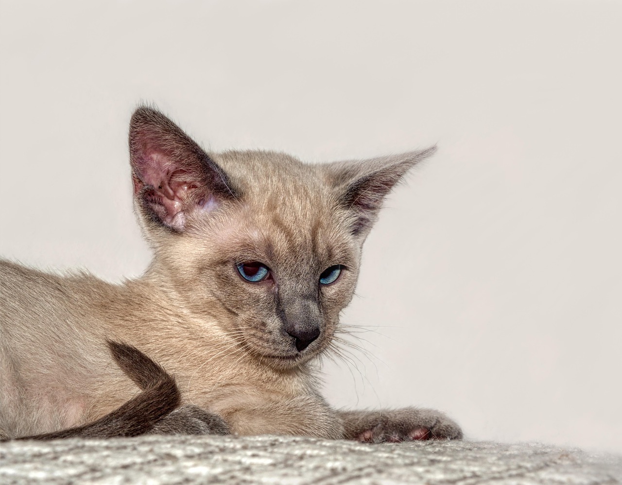 chat oriental