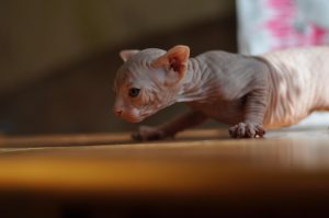 chat peterbald
