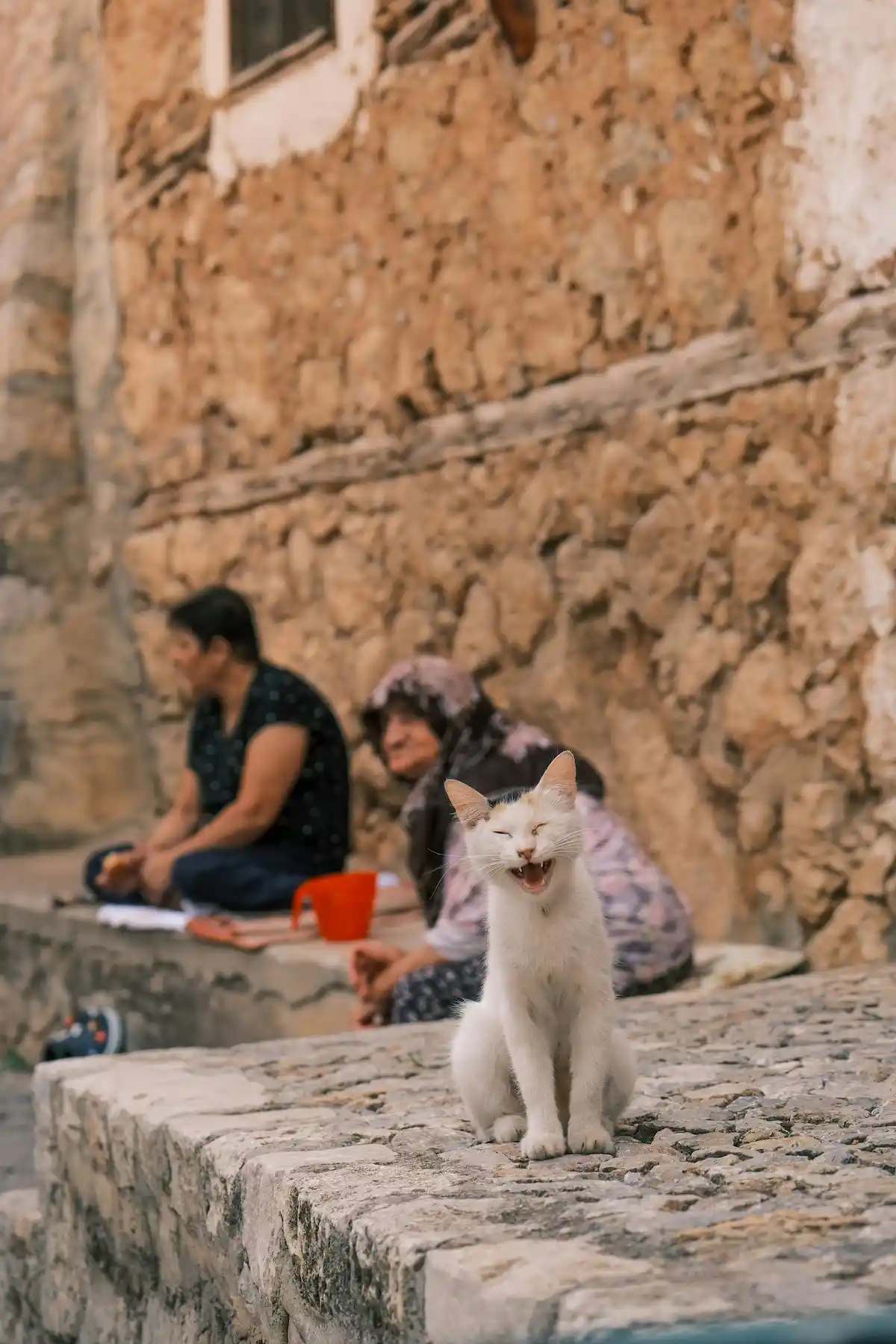 Cette photo pleine de charme capture un chat blanc assis sur un muret de pierre, en train d'éternuer ou de miauler, dans une ruelle aux murs rustiques. À l'arrière-plan, deux personnes sont assises, ajoutant une touche de vie locale et d'authenticité à la scène. L'expression du chat est à la fois drôle et attendrissante, incarnant la spontanéité des moments du quotidien des chats errants ou libres.