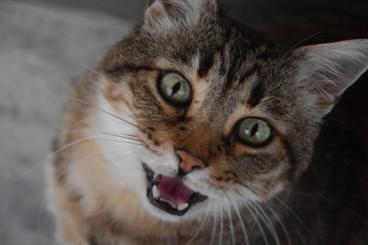 Un chat tigré est capturé en gros plan avec la bouche ouverte, en train de miauler ou vocaliser. Ses grands yeux verts intenses expriment une forte interaction avec son environnement ou son humain.