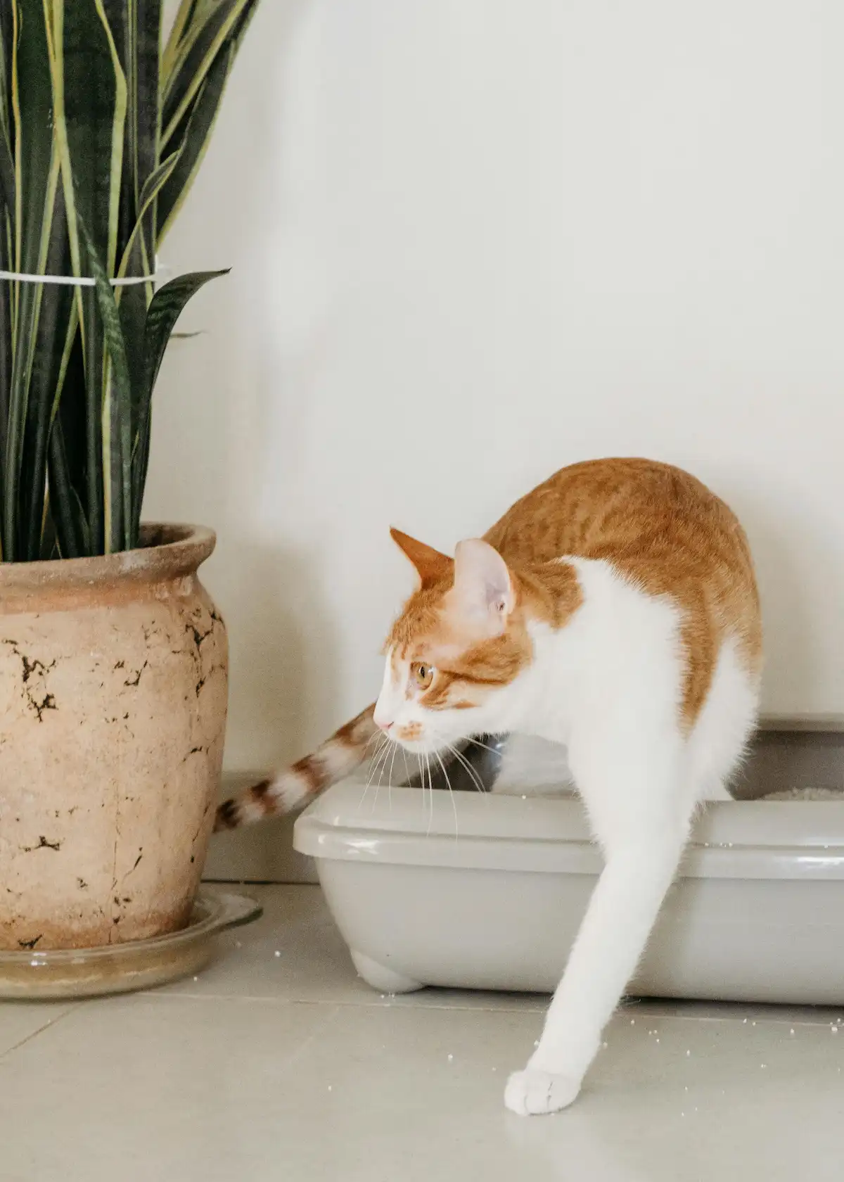 Cette photo montre un chat au pelage blanc et roux en train de sortir de sa litière propre, placée à côté d'une plante verte en pot. L'environnement est propre et apaisant, reflétant l'importance d'un espace sain pour le bien-être de votre animal de compagnie. Le chat, en pleine action, symbolise les bonnes habitudes d'hygiène que tout propriétaire de chat souhaite encourager.