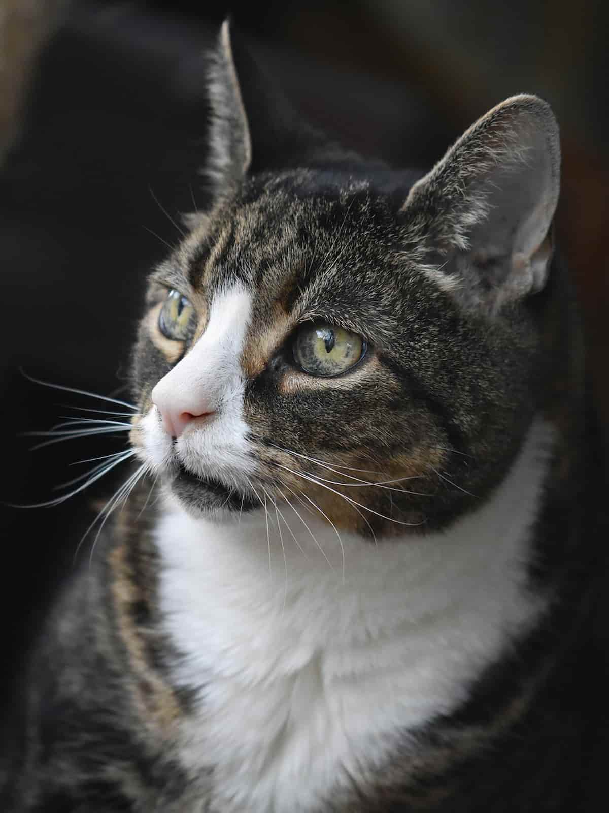 Gros plan sur un chat âgé tigré et blanc, au regard profond et sage, assis près d’une fenêtre. Son museau rosé, ses longues moustaches et son pelage soigné témoignent d’un chat domestique bien entretenu, avec les marques du temps. L’expression de son regard inspire la sérénité et l’expérience, rendant cette image idéale pour des articles sur les soins aux chats seniors, le vieillissement félin ou l'importance de prendre soin de son animal tout au long de sa vie.