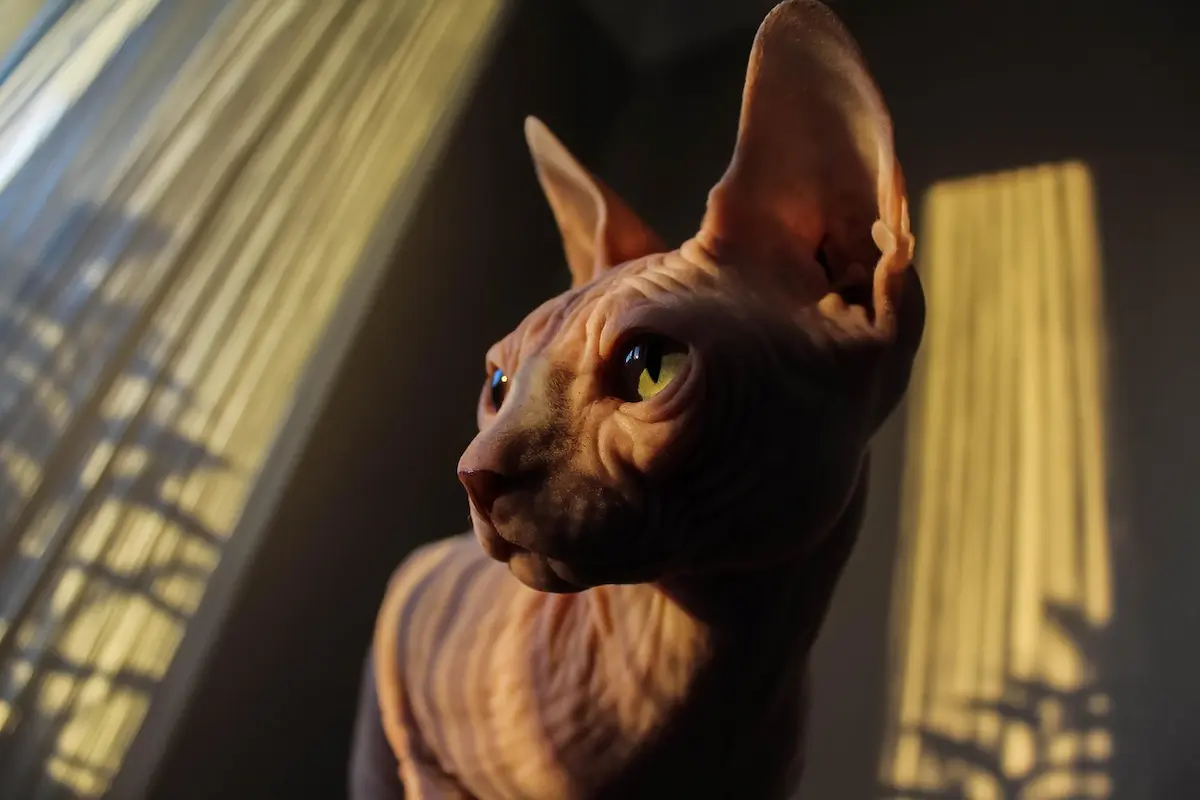 Cette image saisissante met en valeur un chat Sphynx, célèbre pour son absence de pelage et ses rides caractéristiques, éclairé par une lumière chaude qui souligne les détails de sa peau et l'intensité de ses yeux jaunes. La scène dégage une atmosphère élégante et mystérieuse, parfaite pour illustrer la singularité de cette race féline rare et fascinante.