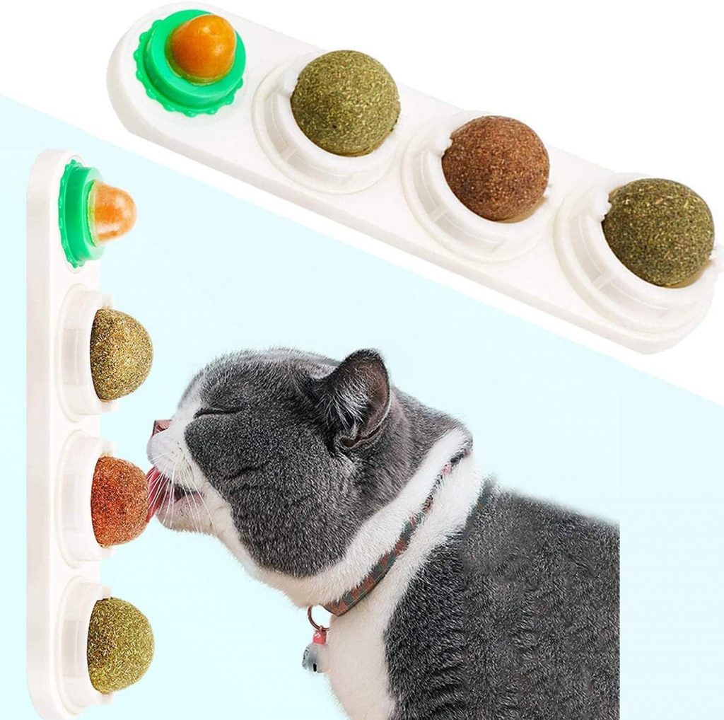 Herbe à chats pour chat, minou, matou , félin