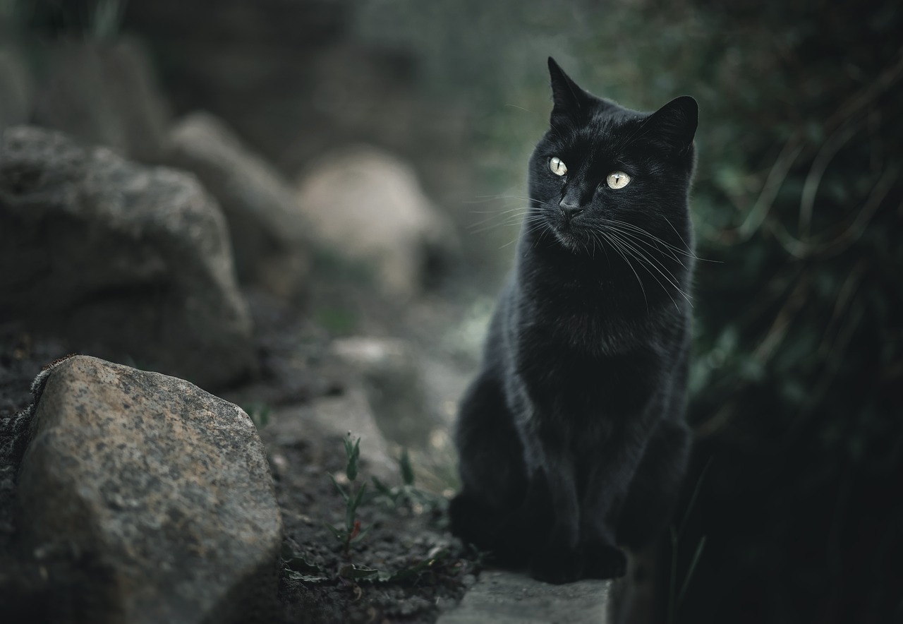chat bombay, mini panthère noire, félin