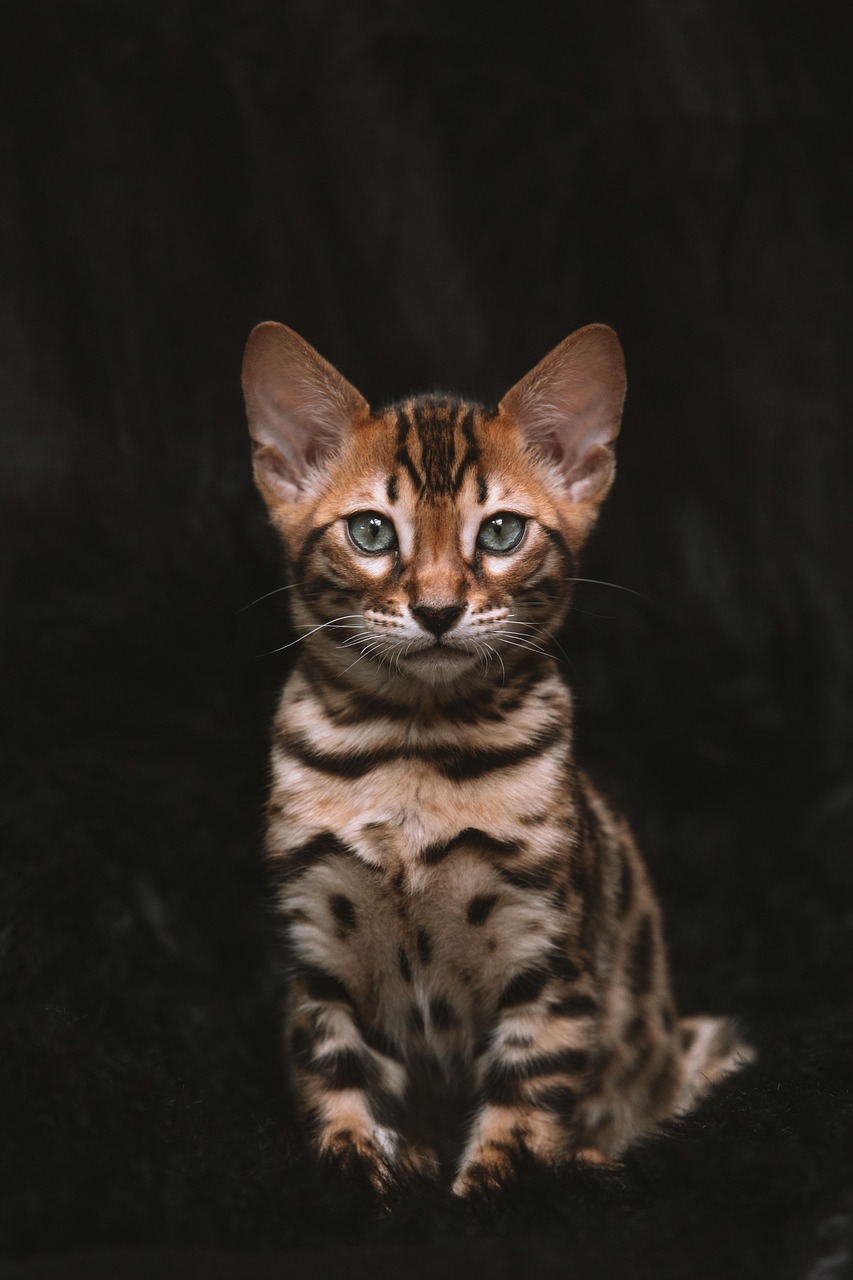 Cette photo met en lumière un chaton Bengal au pelage doré et tacheté de noir, assis devant un fond sombre qui met en valeur ses motifs rappelant ceux d'un léopard. Ses yeux verts perçants et son allure fière soulignent l'élégance et la nature sauvage de cette race féline très appréciée.