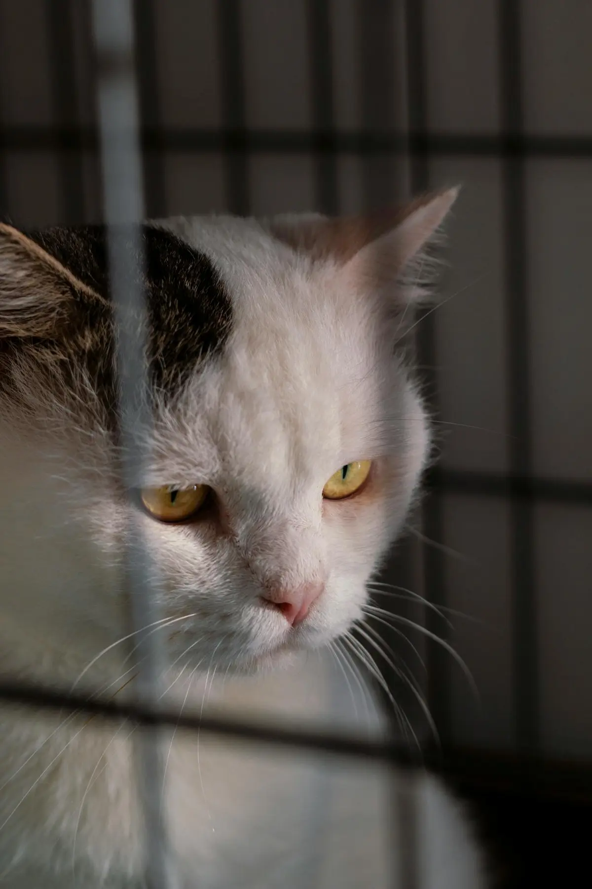 10 choses que ton chat déteste