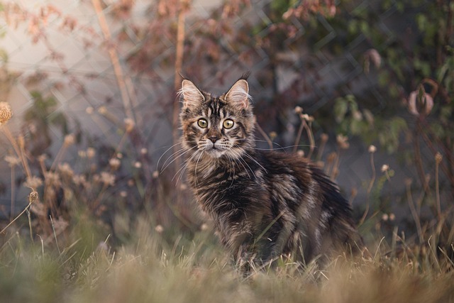 chat maine coon