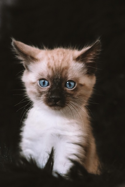 chaton, minou, félin, minet