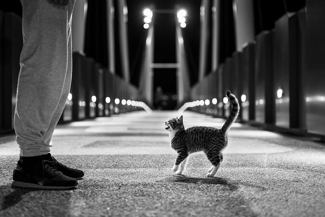chaton sans moustaches, minou, minet