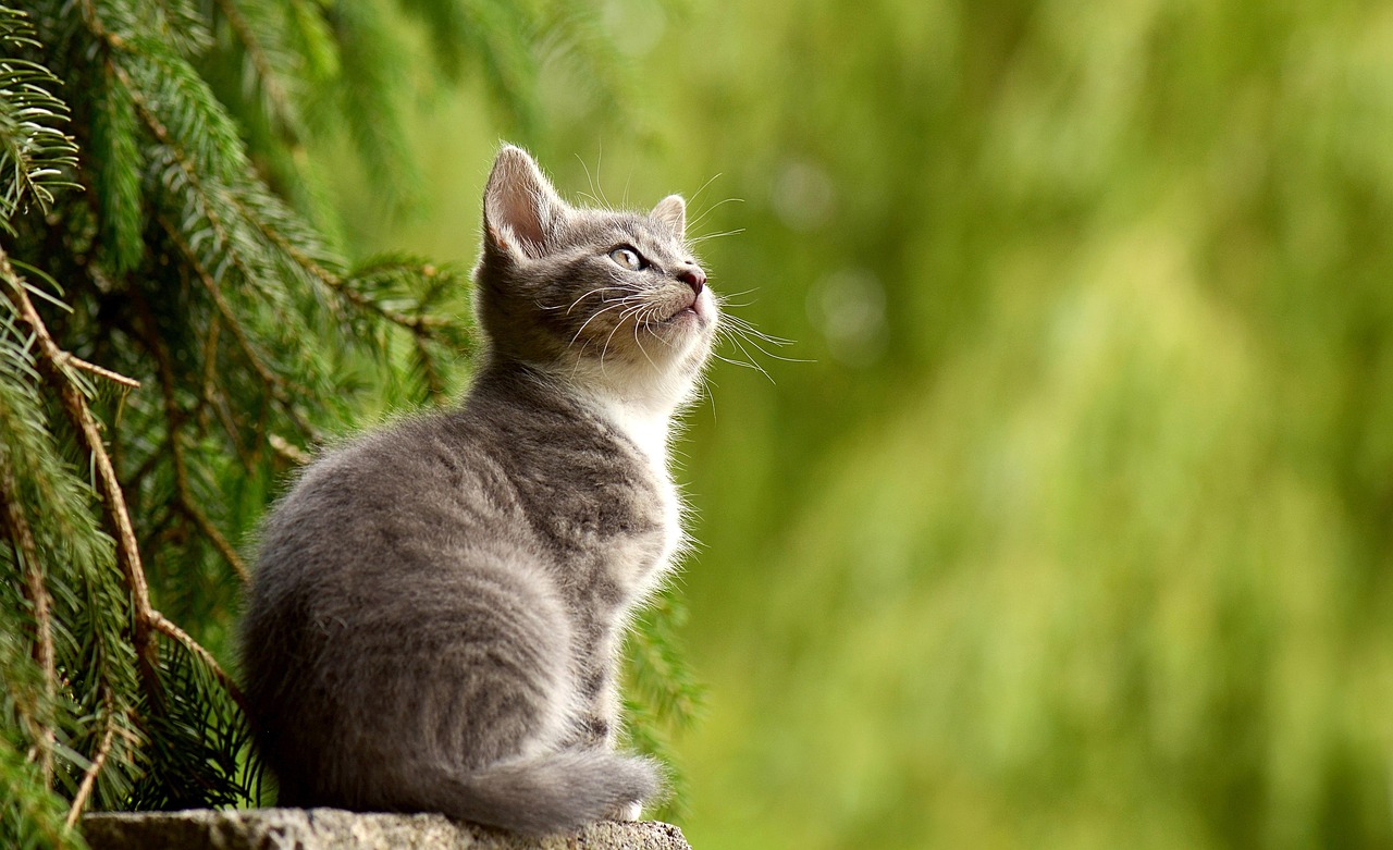 chaton sans voix, minou, minet, chat félin