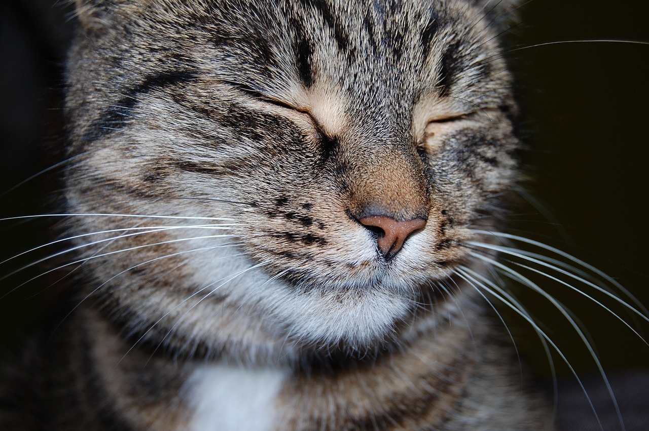 chaton sans yeux ,minet, minou, chat