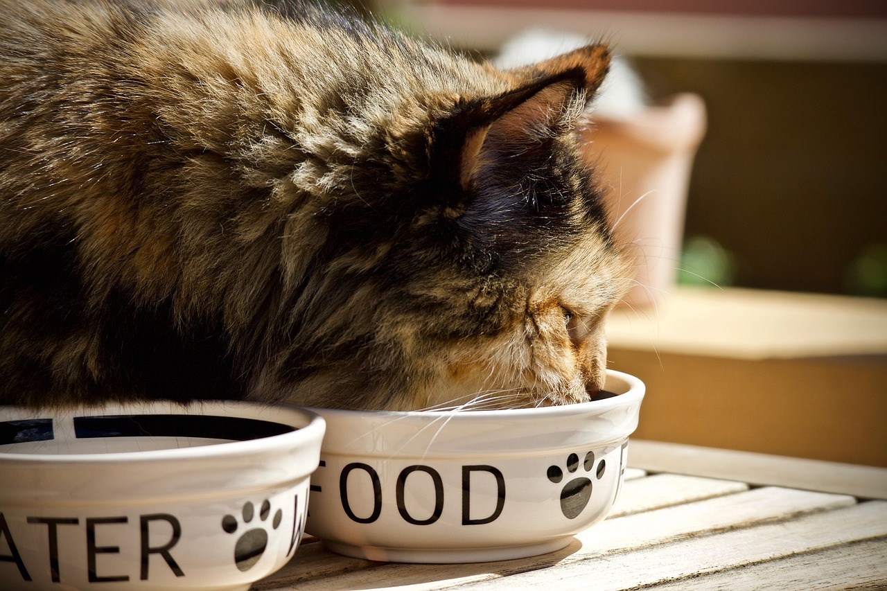 Combien de croquettes par jour pour un chaton ? Tout savoir