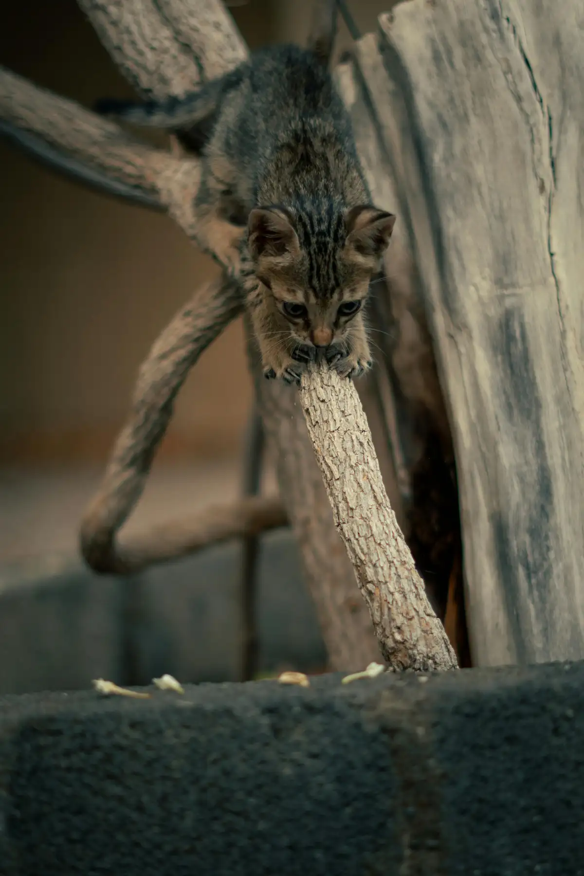 Un chaton tigré est en train de grimper sur un arbre à chat fait de bois flotté naturel. La scène met en valeur le caractère brut et organique du bois, idéal pour un mobilier pour chat à la fois fonctionnel et esthétique. L'arbre à chat sert de griffoir et d'aire de jeu, parfait pour stimuler l'instinct de chasse et d'exploration du chat. L'arrière-plan en bois et pierre ajoute une touche rustique et naturelle.