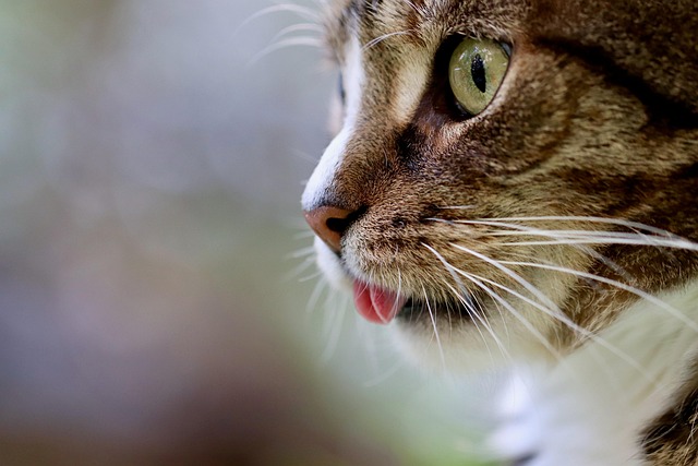 félin, minou, minet