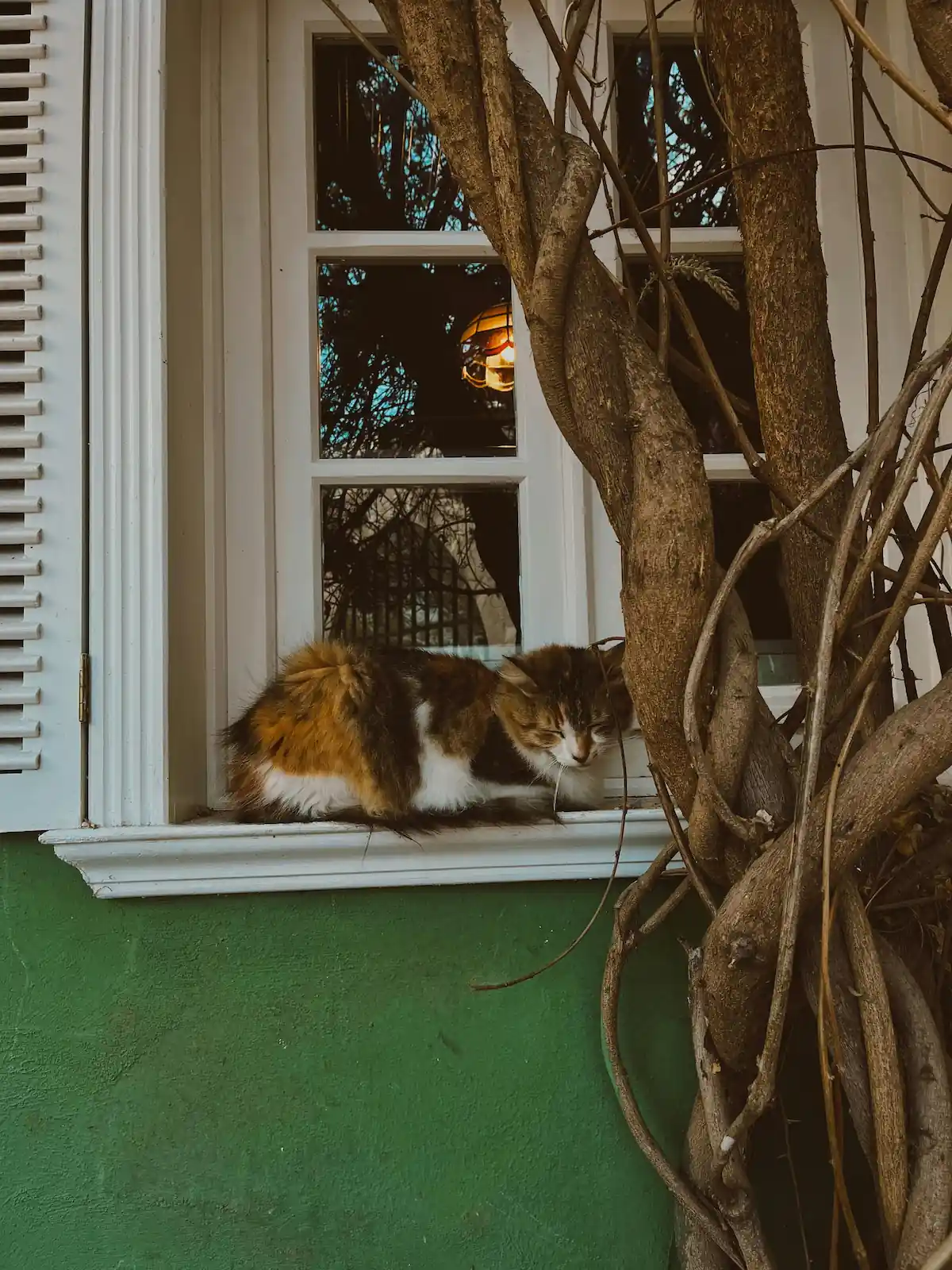 Chat allongé sur un arbre à chat en bois flotté, installé près d'une fenêtre, entouré de branches naturelles dans un cadre calme et végétalisé.