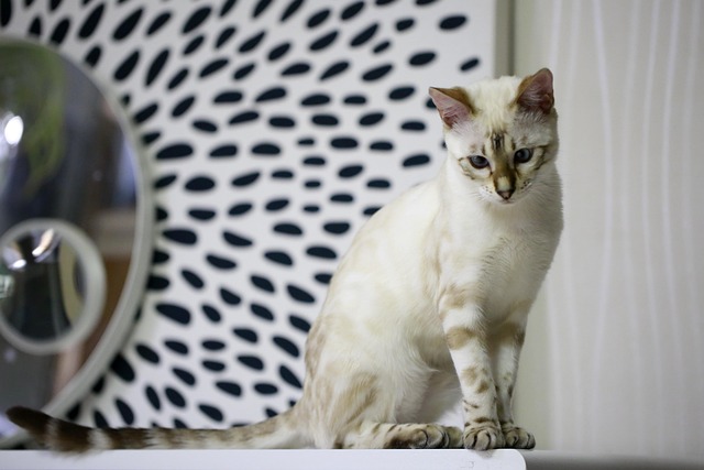 chaton bengal blanc