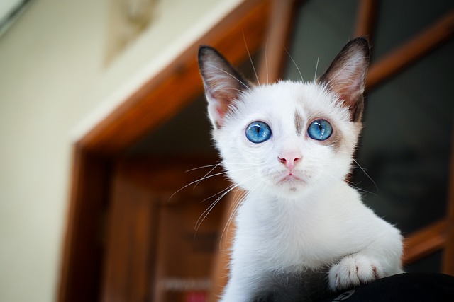 félin, minet, minou