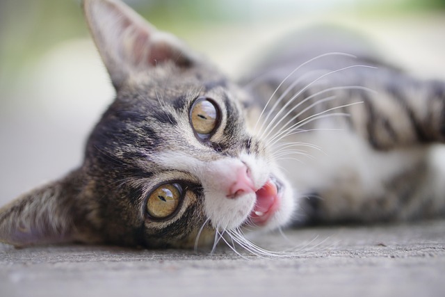 félin, minet , minou