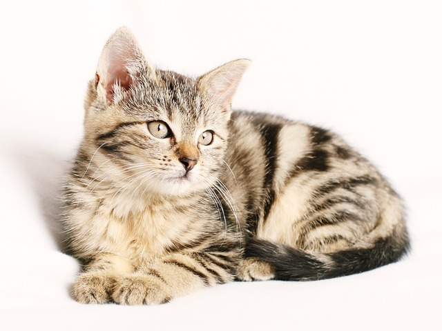 minou , minet