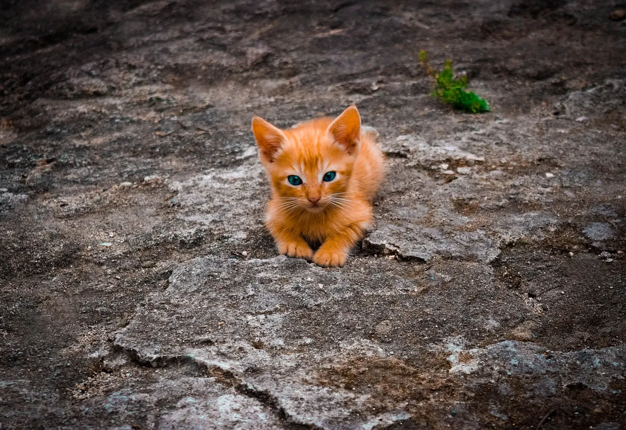 Chaton Sexe : Comment savoir si c’est un Mâle ou une Femelle