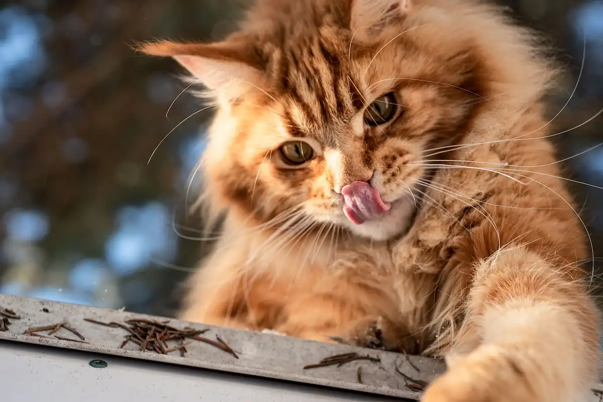 Gros plan sur un magnifique chat Maine Coon roux en train de se lécher la truffe, avec une expression curieuse et joueuse. Son pelage long, épais et flamboyant est mis en valeur par la lumière naturelle. Ce cliché capture la majesté du Maine Coon, l'une des races de chats les plus grandes et populaires, réputée pour sa douceur, son intelligence et son apparence sauvage.