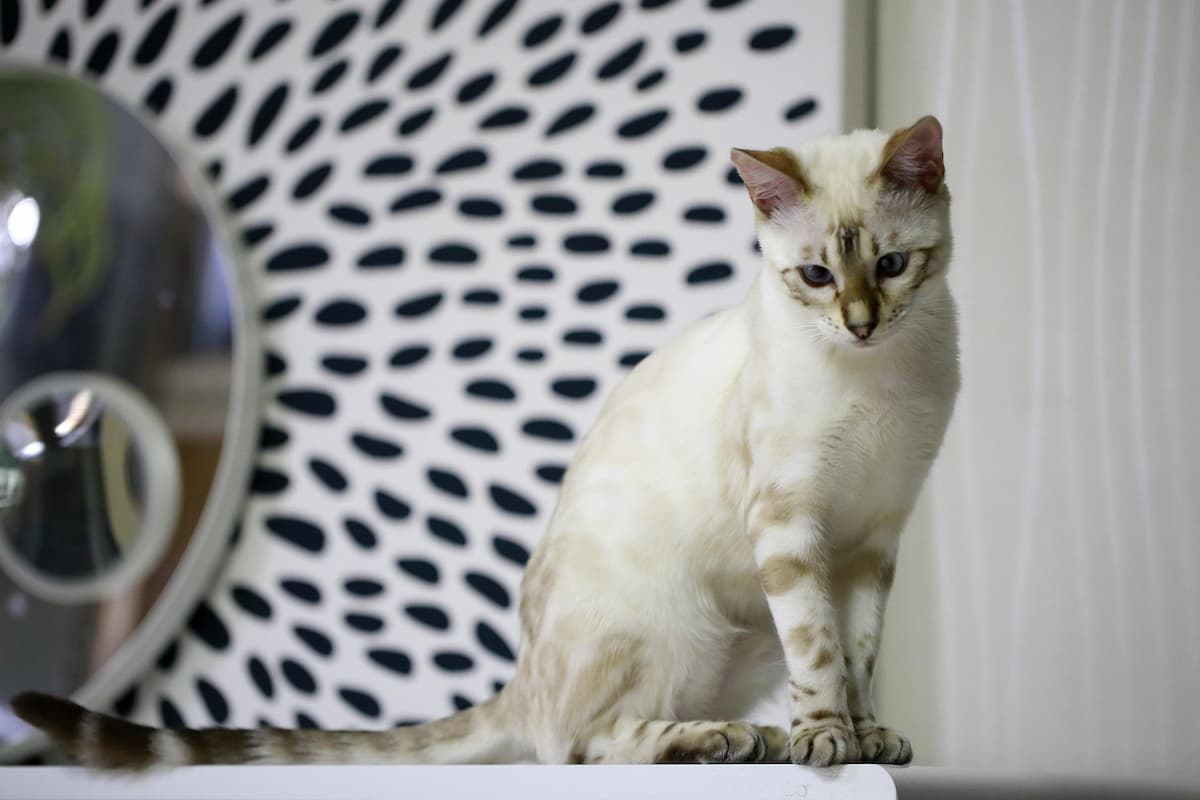 Cette photo met en valeur un chat Bengal blanc, reconnaissable à son pelage clair tacheté de nuances beige et marron ainsi qu'à ses yeux bleus perçants. Assis avec élégance, ce félin incarne la noblesse et la rareté de cette race recherchée, appréciée pour sa beauté sauvage et son caractère joueur.