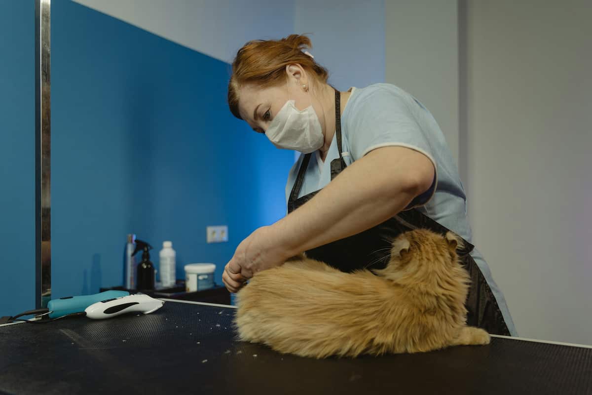 Cette photo montre une vétérinaire portant un masque médical en train de prendre la température d'un chat à poil long, roux, allongé sur une table d'examen. Le cadre est une salle de soins, équipée de matériel médical. Cette scène illustre l'importance du suivi vétérinaire, de la prévention et des contrôles réguliers pour assurer la bonne santé des chats domestiques.
