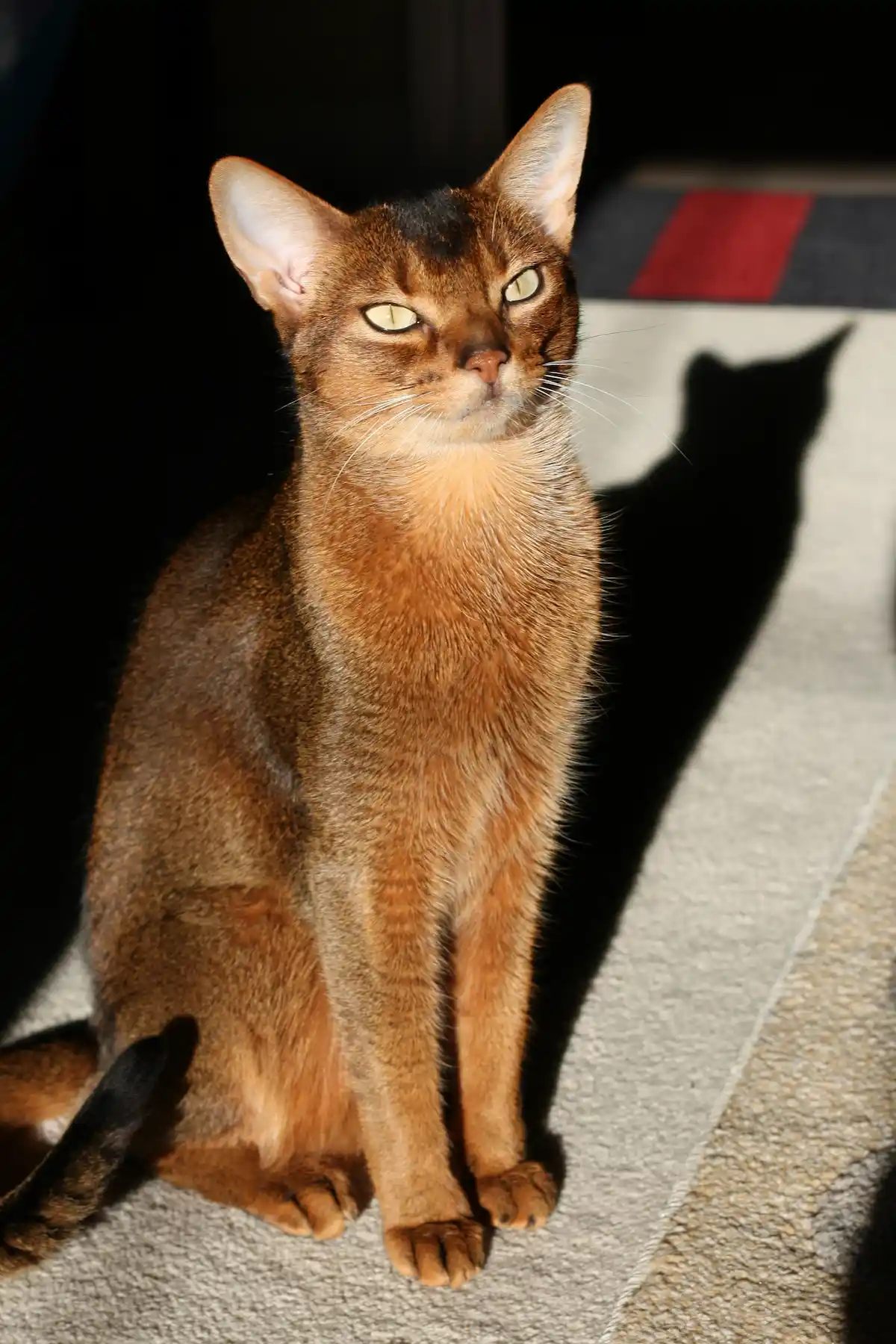 Cette photo met en valeur un chat Abyssin à la robe chaude et cuivrée, assis dans un rayon de soleil. Son regard perçant et ses oreilles droites témoignent de son allure noble et attentive. L'ombre projetée sur le sol ajoute une touche artistique à l'image, soulignant la silhouette fine et musclée caractéristique de cette race féline élégante.