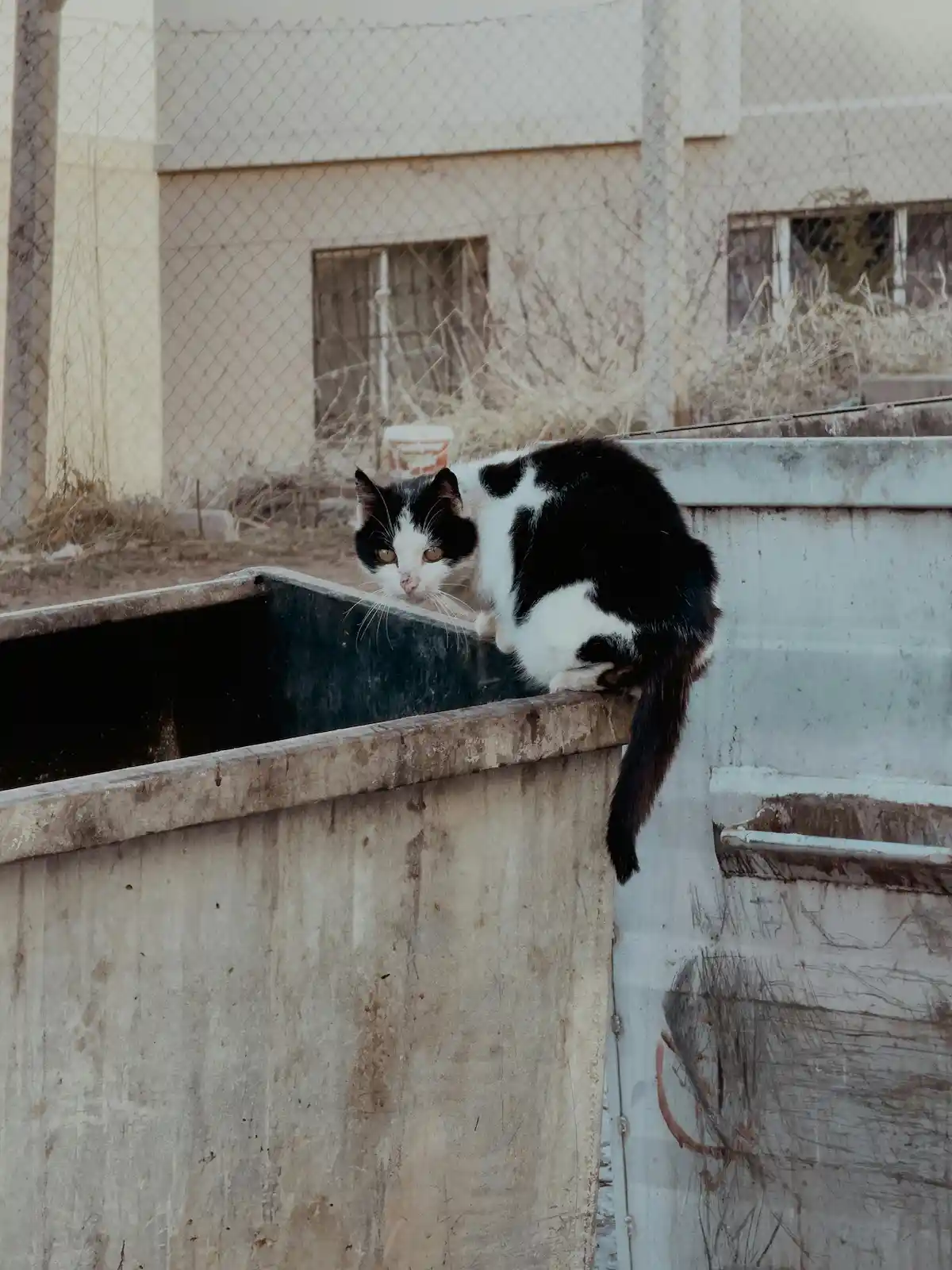 Cette photo montre un chat noir et blanc assis sur le rebord d'une benne à ordures, dans un environnement urbain marqué par la pauvreté et l'abandon. Le félin semble méfiant et fragile, illustrant les conditions de vie difficiles des chats perdus , errants et la nécessité de sensibiliser à leur protection.