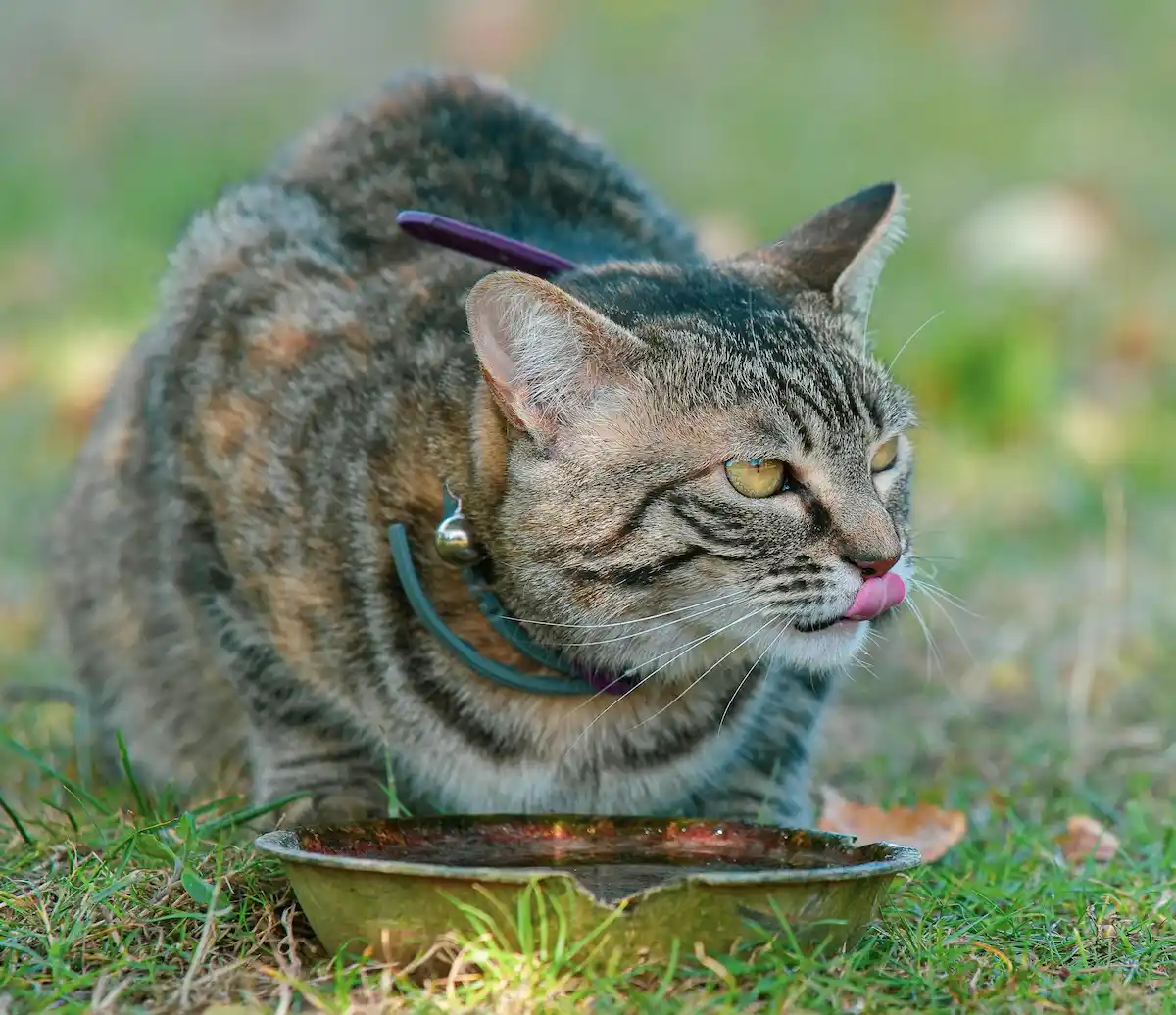 Cette photo montre un chat tigré au pelage gris et brun, portant un collier, en train de boire dans une gamelle posée sur l'herbe. Sa langue rose ressort nettement alors qu'il se désaltère, symbole d'un instant naturel et vital pour la santé des félins. Cette scène illustre l'importance de l'hydratation chez le chat, surtout lors des journées chaudes ou en extérieur.