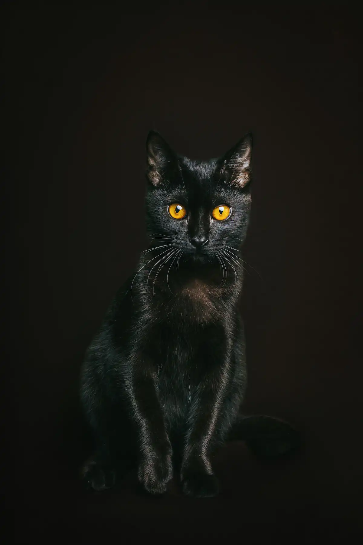 Cette photo met en valeur un chaton bengal noir au pelage lustré et aux yeux jaunes perçants, capté sur fond sombre. Son allure majestueuse et mystérieuse rappelle la symbolique des chats noirs dans la culture, souvent associés à l'élégance, au mystère et à la chance. L'image illustre parfaitement la beauté unique de ce félin domestique.