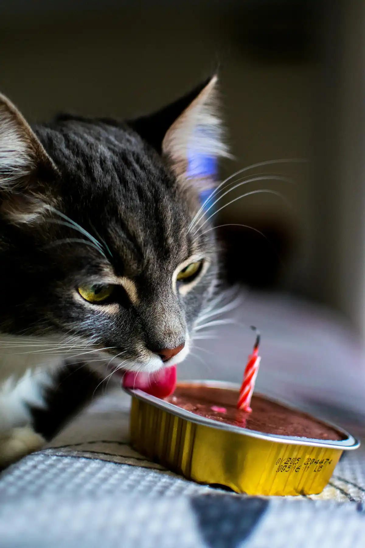 Cette photo attendrissante montre un chat au pelage gris et blanc en train de lécher de la pâtée servie dans une barquette dorée, décorée d'une petite bougie rouge, comme pour fêter son anniversaire. Son regard concentré et sa langue rose captent l'instant gourmand. Cette scène illustre parfaitement l'amour des chats pour la nourriture humide et les petits moments spéciaux partagés avec leurs humains.