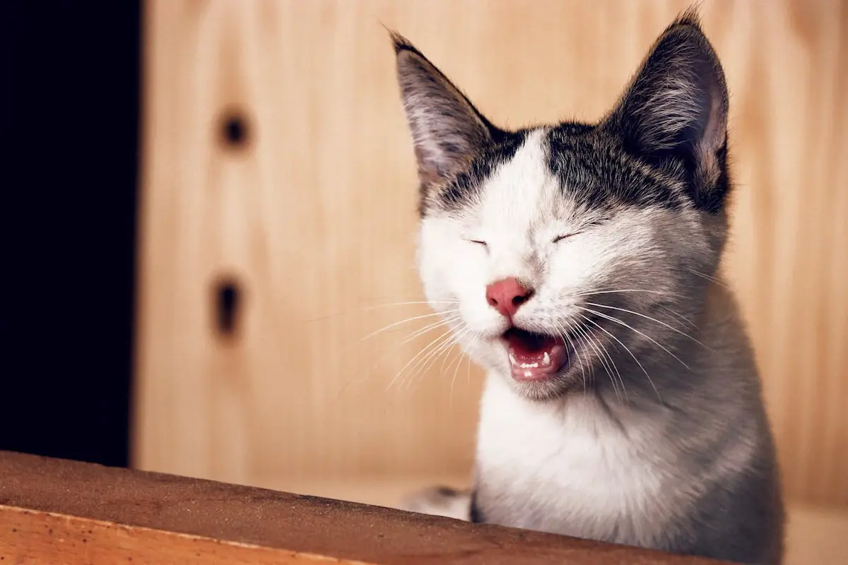Un adorable chaton blanc et gris est capturé en plein éternuement, les yeux fermés et la bouche ouverte, dans une expression à la fois drôle et attendrissante. Cette image reflète un moment de vie naturelle et spontanée