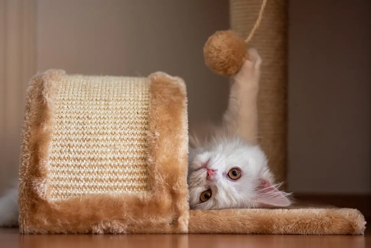 Un adorable chaton angora turc blanc, allongé sur le dos, joue avec une balle suspendue fixée à un griffoir recouvert de sisal. Son pelage soyeux, son regard curieux et sa posture détendue en font une scène pleine de douceur et de jeu. Ce type de mobilier est parfait pour stimuler l'activité physique du chat tout en s'adaptant à l'intérieur de la maison. Idéal pour illustrer les besoins ludiques et naturels d'un jeune chat.