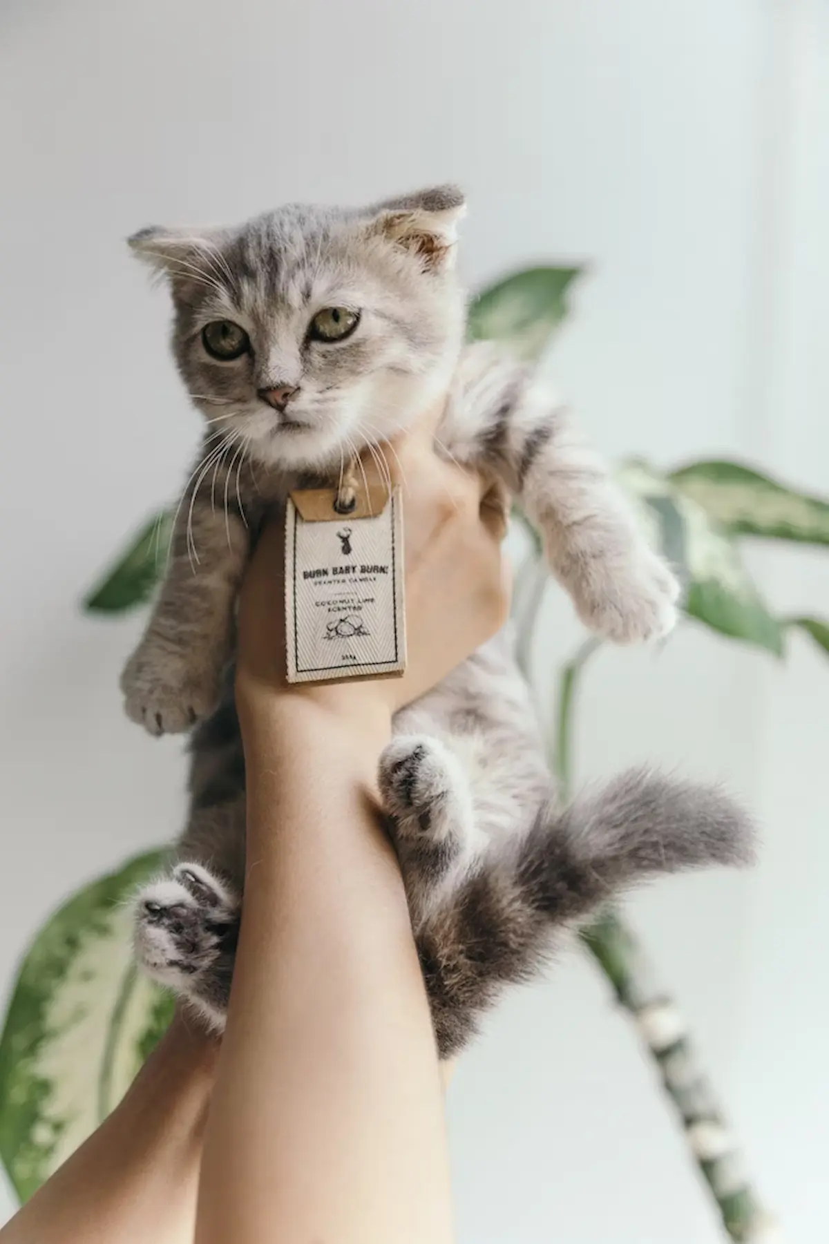 Un chaton Munchkin gris, reconnaissable à ses petites pattes courtes, est tenu délicatement dans une main humaine. Il porte une étiquette en tissu accrochée à son collier, évoquant un produit ou une adoption. Son regard doux et calme contraste avec son apparence originale. Cette image est idéale pour illustrer des sujets comme l’adoption de chats, les races félines rares ou pour mettre en avant un produit ou un élevage éthique.