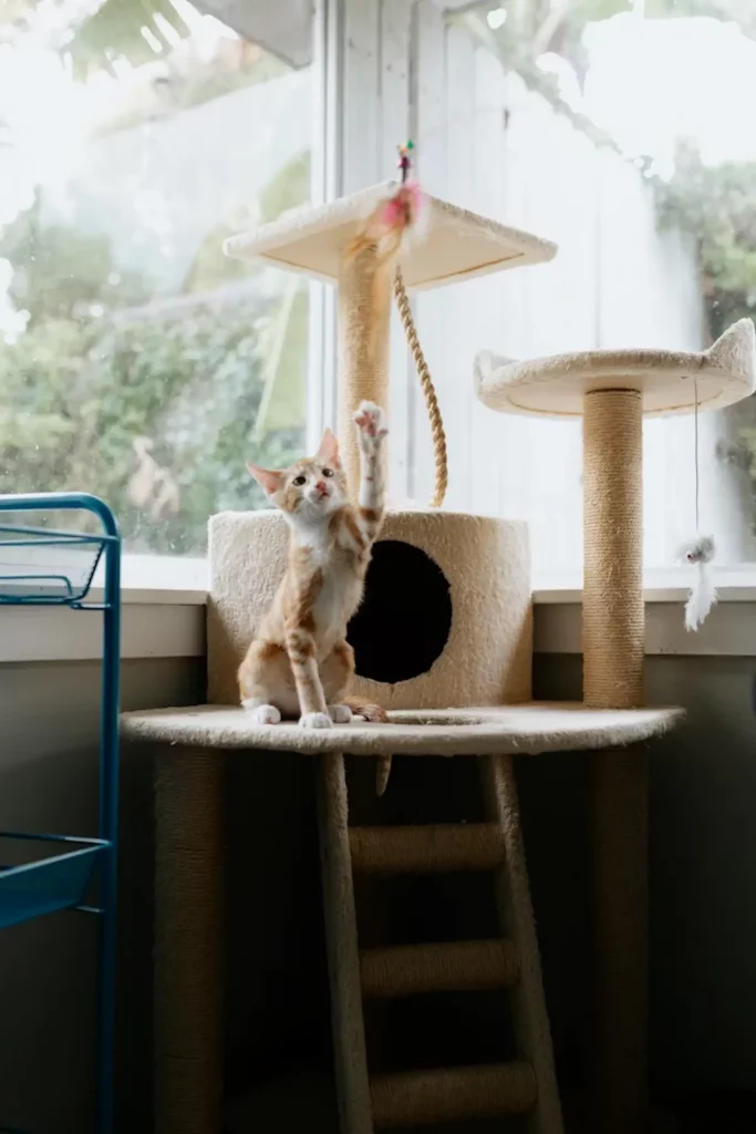 Un chaton roux et blanc explore curieusement un arbre à chat beige équipé de plateformes, griffoirs en sisal et jouets suspendus. On le voit lever la patte pour attraper un jouet plumeau situé en hauteur. Installé près d'une grande baie vitrée, l'arbre à chat offre une aire de jeu lumineuse et stimulante pour ce jeune félin. Cette image illustre parfaitement l'importance d'un bon aménagement pour l'arrivée d'un nouveau chaton à la maison.