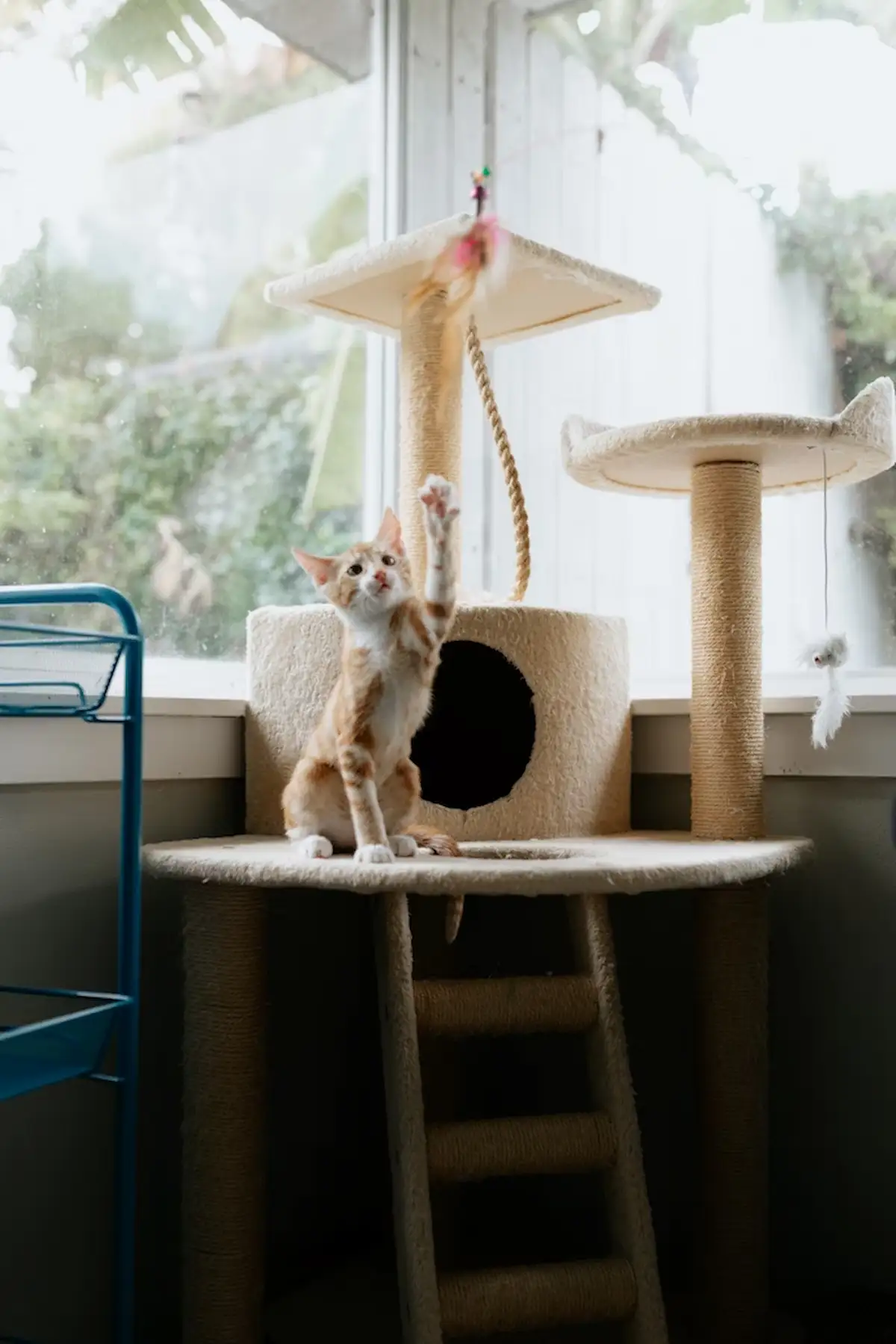 Un chaton roux et blanc explore curieusement un arbre à chat beige équipé de plateformes, griffoirs en sisal et jouets suspendus. On le voit lever la patte pour attraper un jouet plumeau situé en hauteur. Installé près d'une grande baie vitrée, l'arbre à chat offre une aire de jeu lumineuse et stimulante pour ce jeune félin. Cette image illustre parfaitement l'importance d'un bon aménagement pour l'arrivée d'un nouveau chaton à la maison.