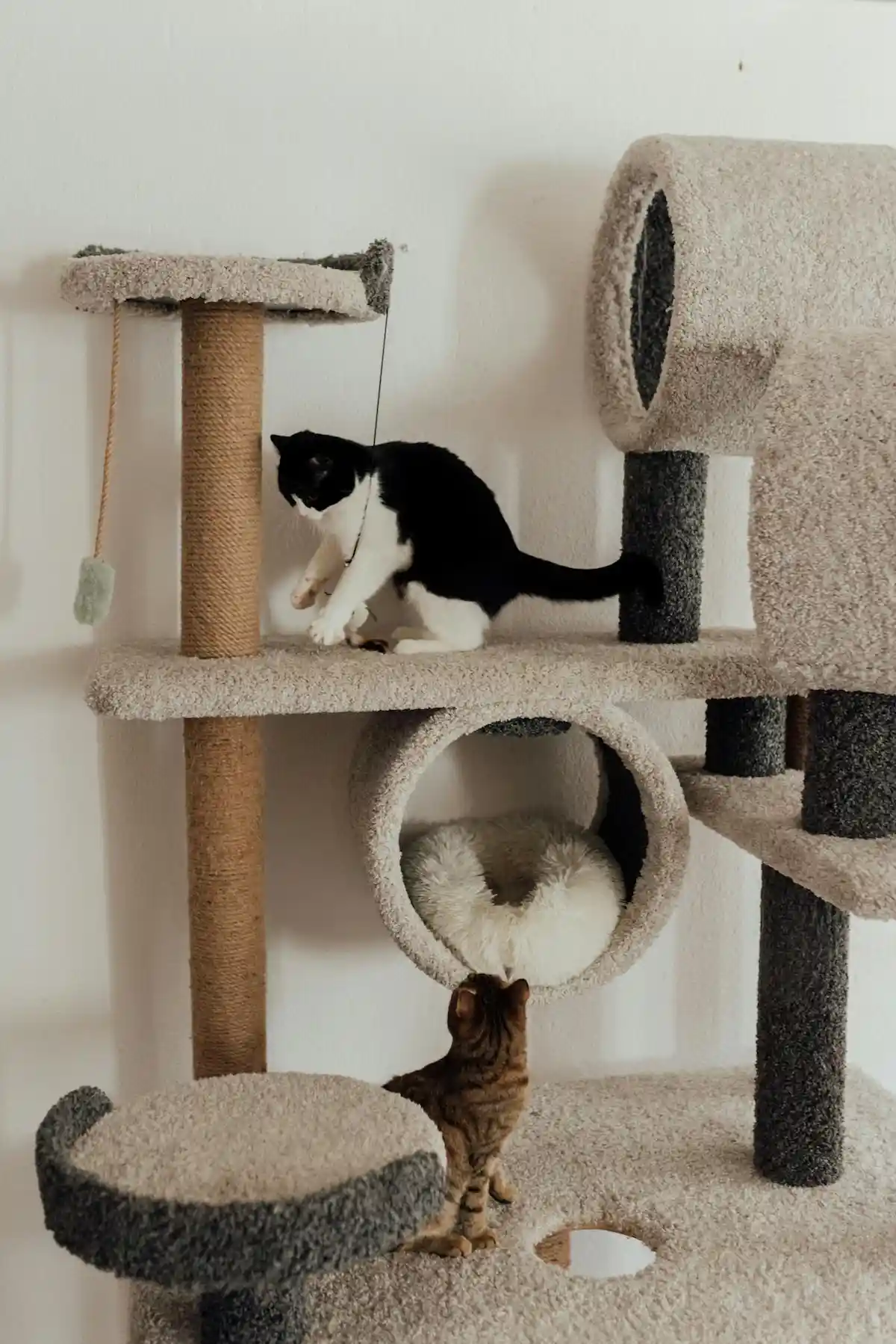 Deux chats s'amusent sur un arbre à chat multifonction recouvert de tissu doux, avec griffoir en sisal, plateformes, tunnel douillet et jouet suspendu. Un chat noir et blanc joue sur la plateforme supérieure tandis qu'un chaton tigré observe depuis le niveau inférieur. Ce mobilier pour chat est parfait pour favoriser l'activité, le jeu et le repos des félins dans un espace vertical sécurisé et stimulant.