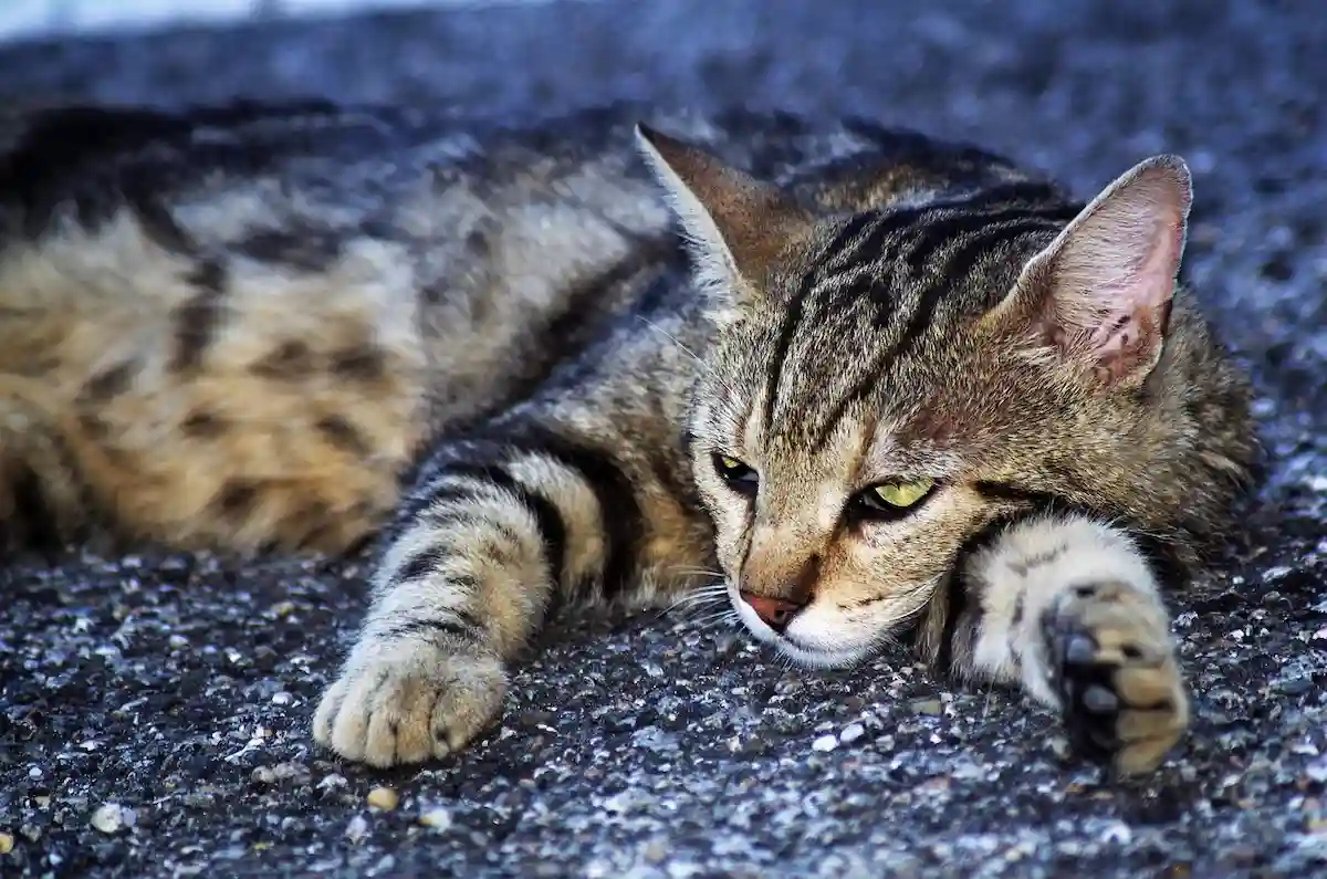 Cette photo montre un chat tigré au pelage brun et noir, allongé sur un sol rugueux, semblant fatigué et pensif. Son regard jaune exprime la dure réalité de la vie des chats errants, souvent livrés à eux-mêmes dans les rues. L'image illustre la nécessité de sensibiliser à l'adoption et à la protection animale.
