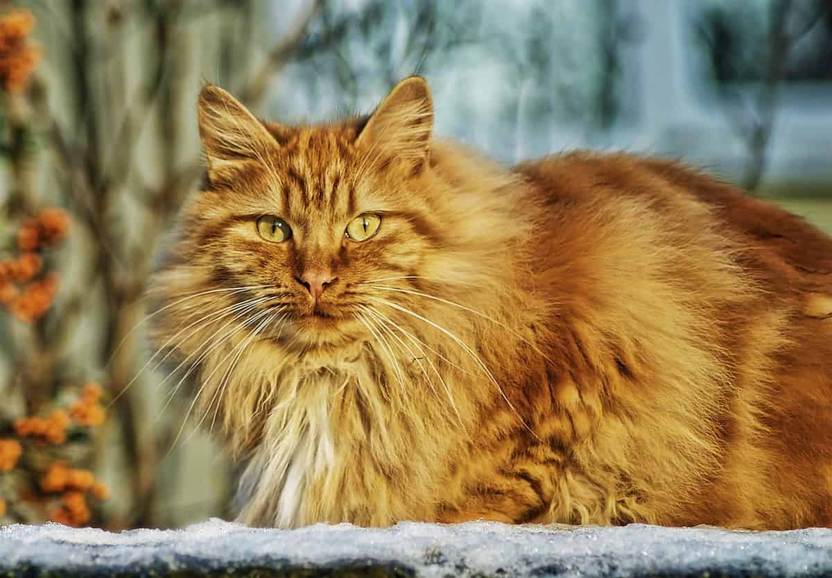 Cette photo met en avant un chat Norvégien au pelage long et roux flamboyant, assis en extérieur. Son regard perçant et sa fourrure épaisse illustrent parfaitement cette race nordique, connue pour sa robustesse, sa beauté sauvage et son adaptation aux climats froids. Le Norvégien est un chat majestueux qui séduit par son allure impressionnante et son caractère affectueux.