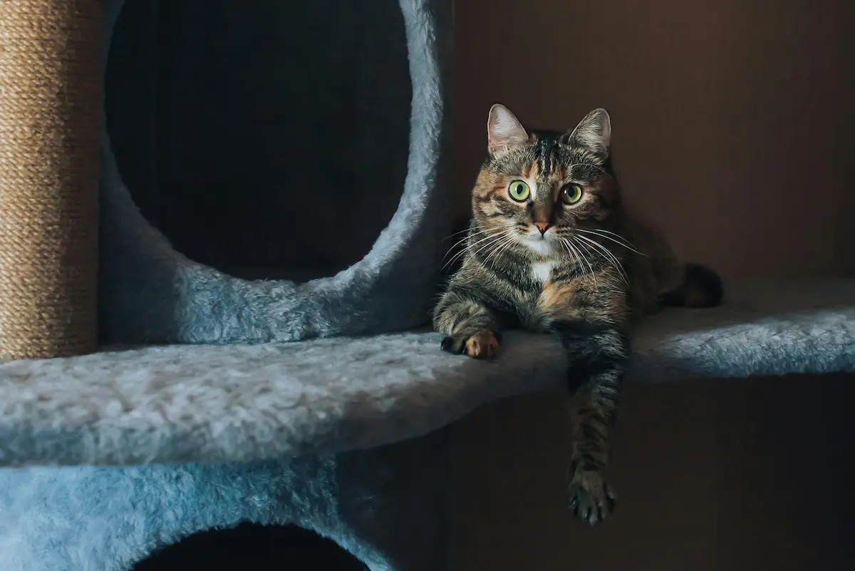 Un chat tigré est allongé sur une plateforme recouverte de tissu doux, posée sur un arbre à chat, avec un air calme voire un peu mélancolique. Sa patte pend dans le vide, signe de détente ou d'ennui. L'arrière-plan sombre fait ressortir ses yeux verts expressifs, donnant à l'image une ambiance intime. Idéal pour illustrer les moments de repos du chat, la nécessité d'un enrichissement de l'environnement ou simplement le confort offert par un bon arbre à chat.