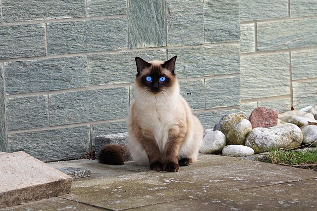 Cette photo met en valeur un chat siamois au pelage crème et aux extrémités brunes, assis devant un mur en pierre. Ses yeux d'un bleu profond attirent immédiatement l'attention et illustrent l'élégance caractéristique de cette race orientale. Le siamois est reconnu pour sa beauté unique, son intelligence et son caractère affectueux.
